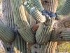 Bobcat-in-Saguaro-16X20-WEB