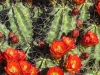 ccw-7159_Red-Cactus-Blooms_web