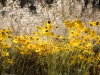 ccw-Brittlebush-90-20x16sig-web