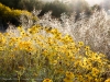 ccw-Brittlebush-91-web