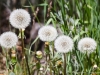 ccw-Sisters-Pinetop-Retreat-2019-089