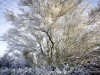 ccw-Snow-1115-310-web