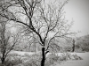 ccw-Snow2013-427_web