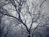 ccw-Snow2013-428_web