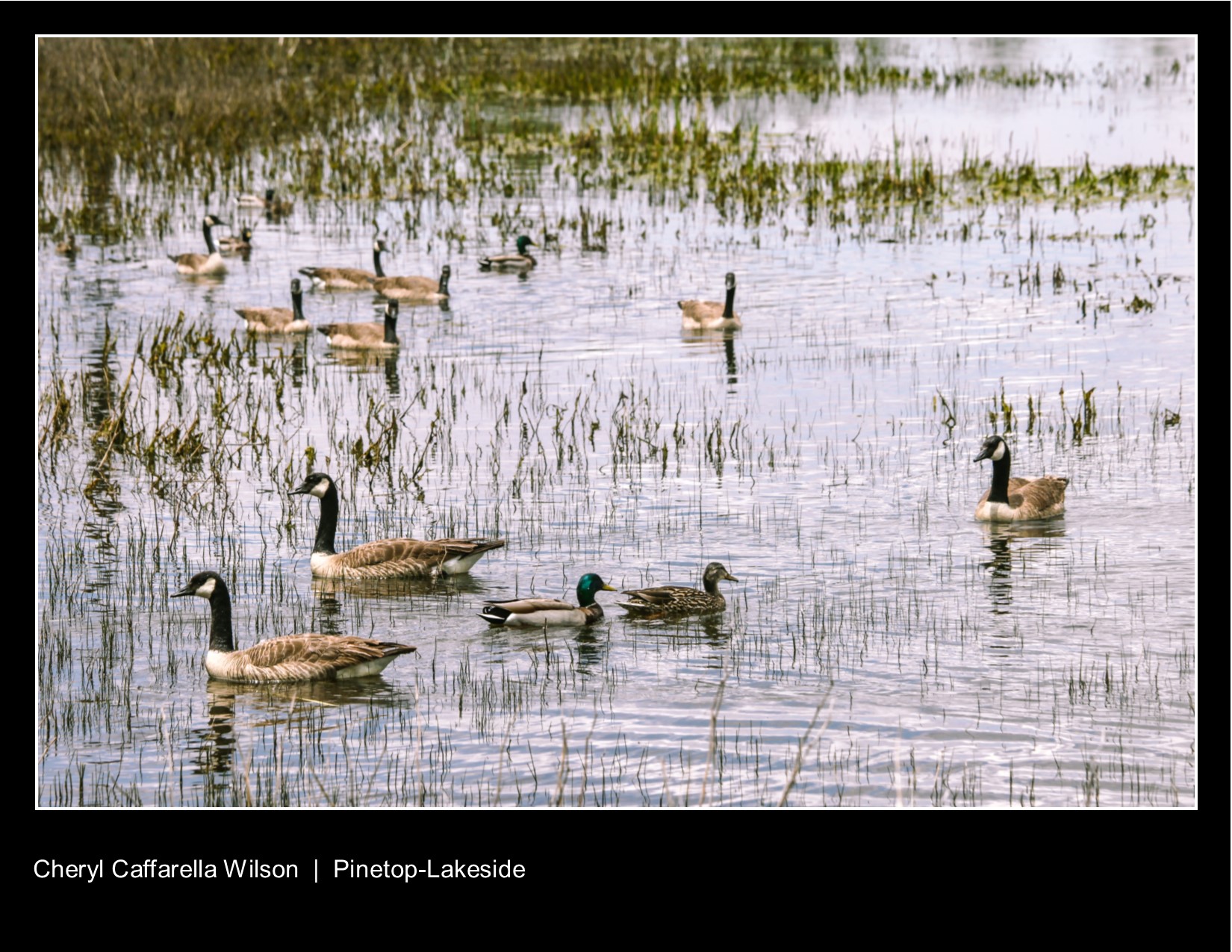 Ducks & swans floating on Woodland Lake in Pinetop