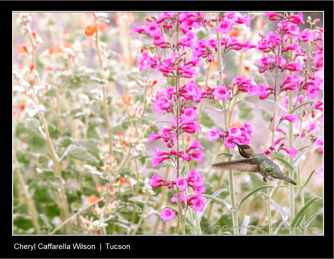 Hummingbird with Penstemmon