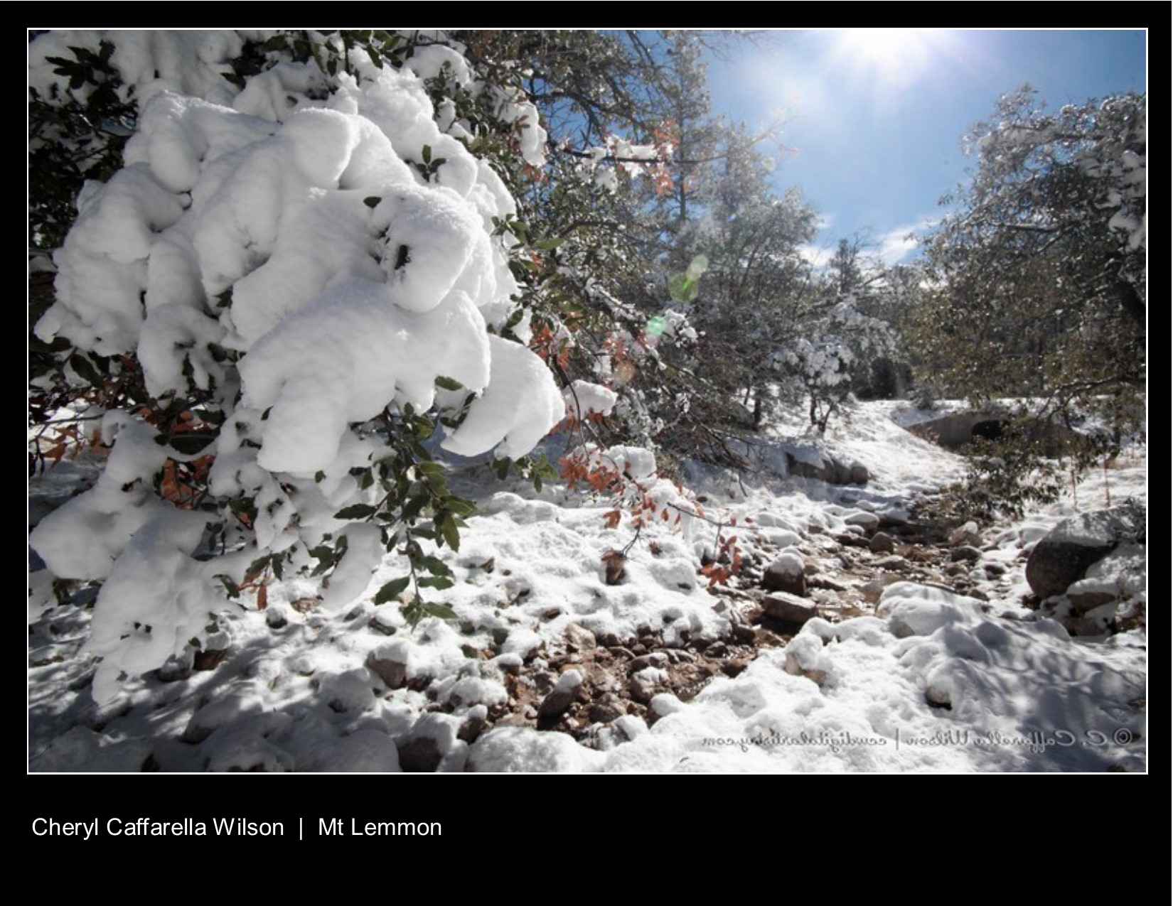 Snow laden Ponderosa Pines with stream on Mt Lemmon