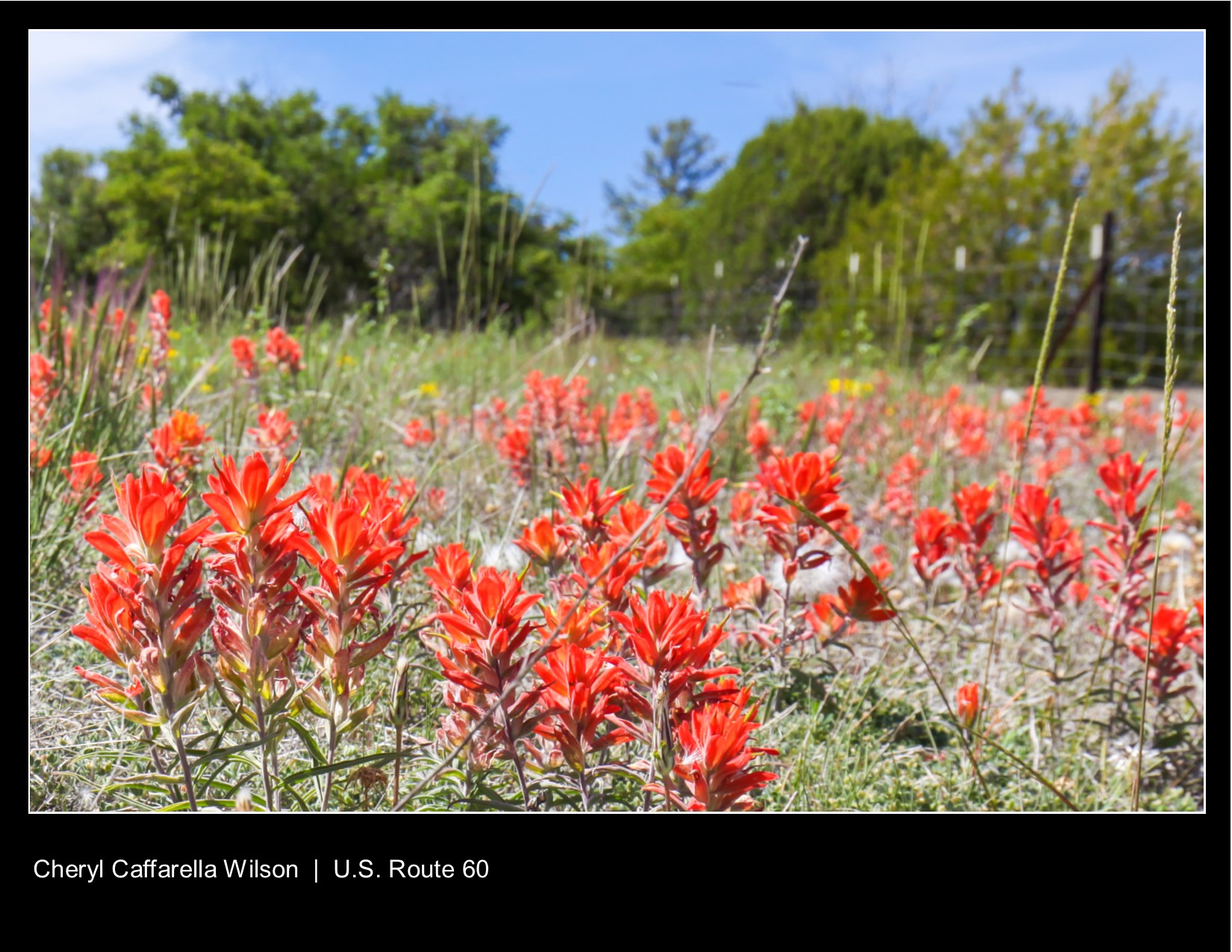 Desert Paintbrush flowers along Hwy 79