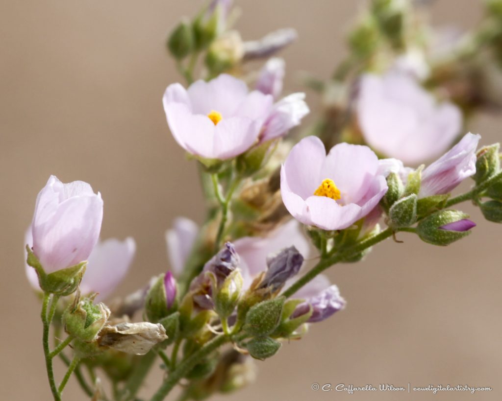 Pale Pink Globemallow