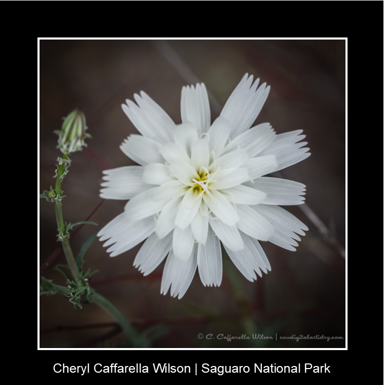Desert Chicory flower closeup