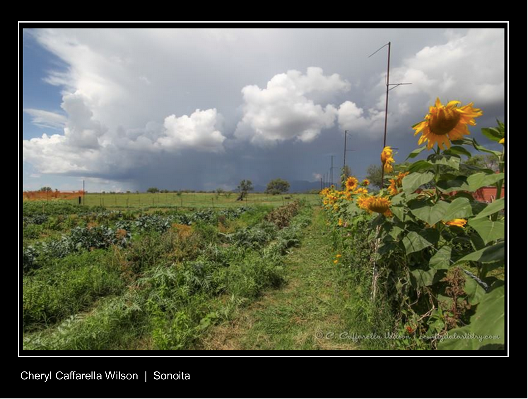Field with sunflowers and big Thunderhead in background