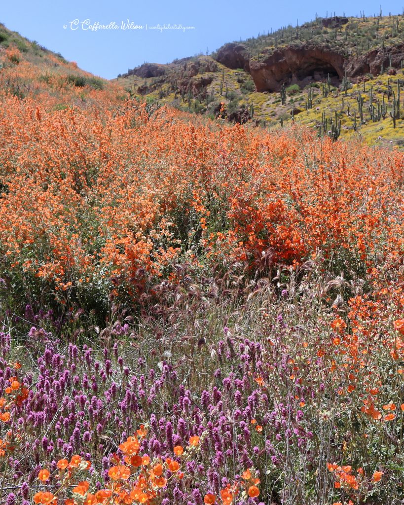 Tonto National Monument Lower Cliff Dwelling April 2023